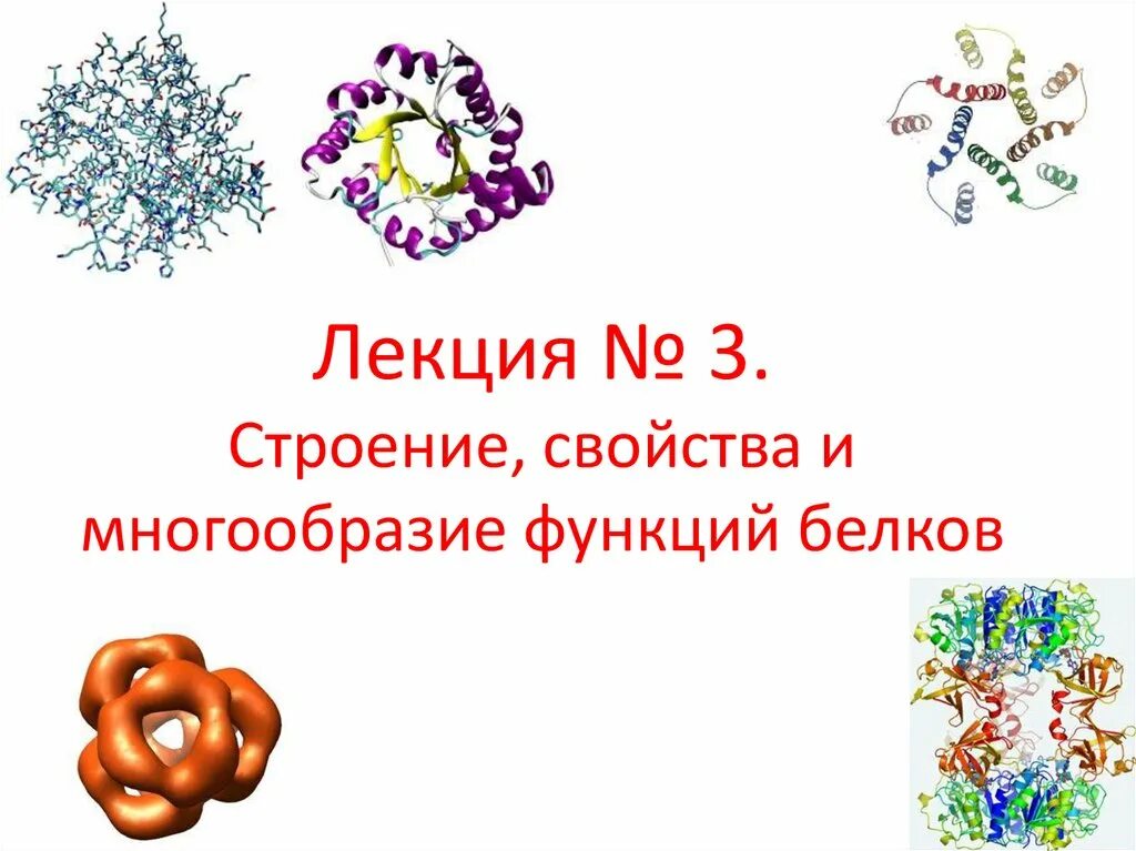 Белки строение свойства функции белков. Белки лекция по химии. белок лекция 3. работа на тему белки. no3- строение.