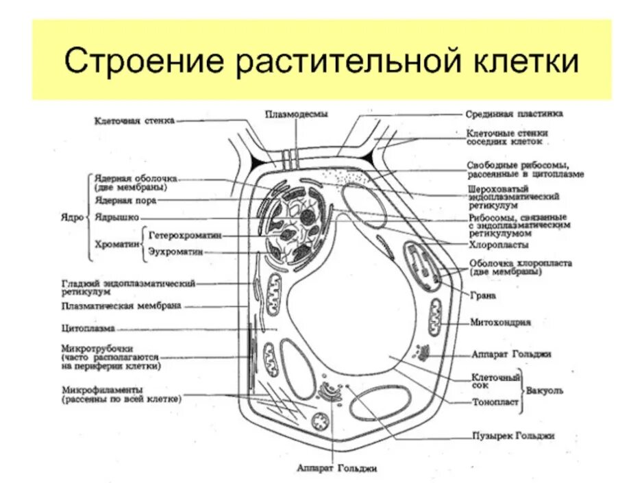 Связь между клетками растительная клетка. Клетка растения рисунок биология. Строение и функции живой и растительной клетки. Структура клетки растения биология 6 класс. Рисунок растительной клетки 5 класс биология.