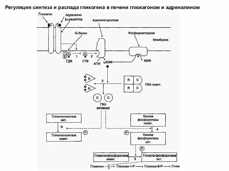 Синтез гликогена в печени. Механизм действия глюкагона схема. схема регуляции синтеза и секреции инсулина и глюкагона. действие глюкагона биохимия схема. схема передачи сигнала для адреналина.