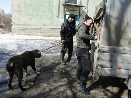 Номер телефона службы отлова собак