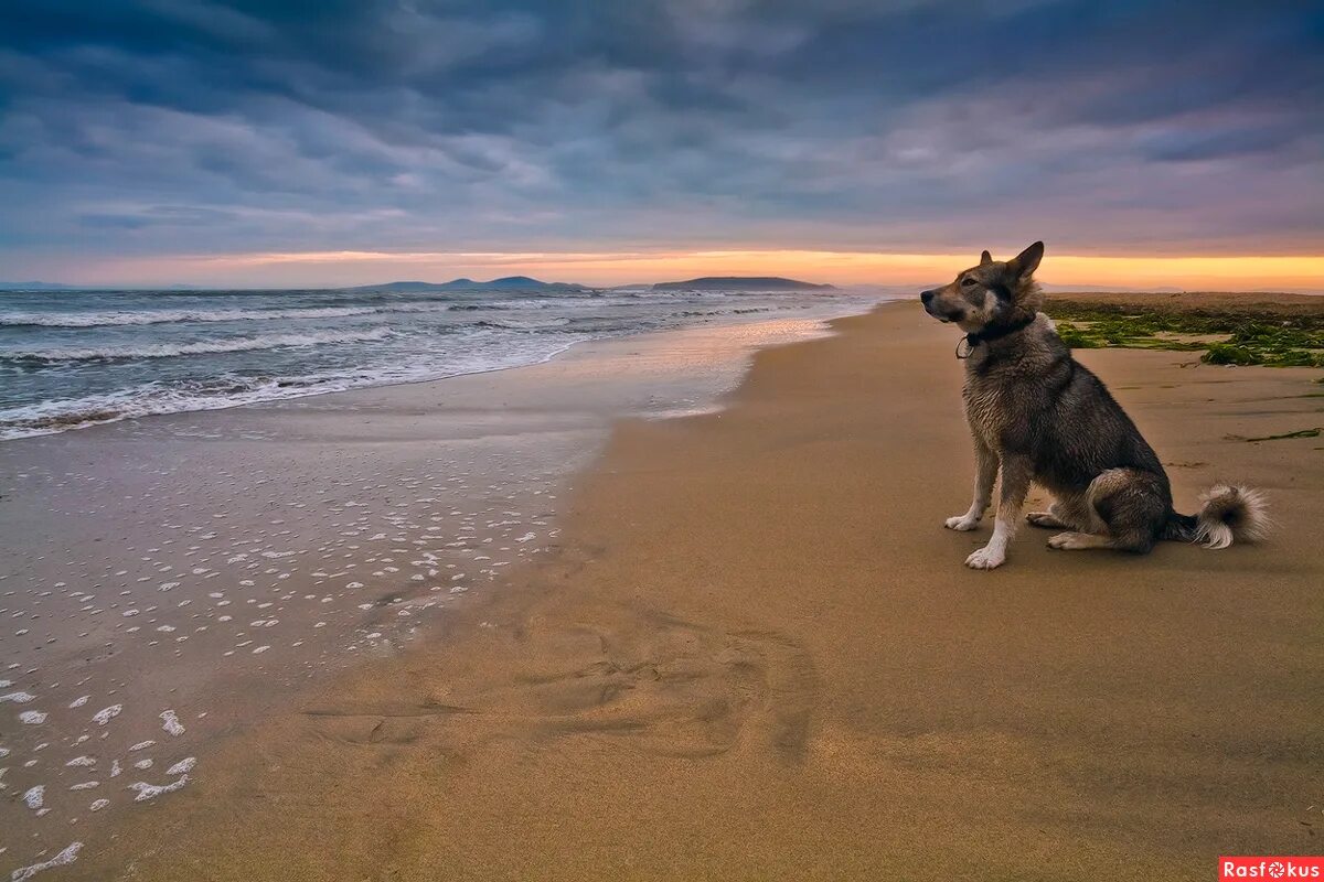 одинокая собака. собака море закат. лабрадор персиковый. пес на море. собака сидит на берегу.