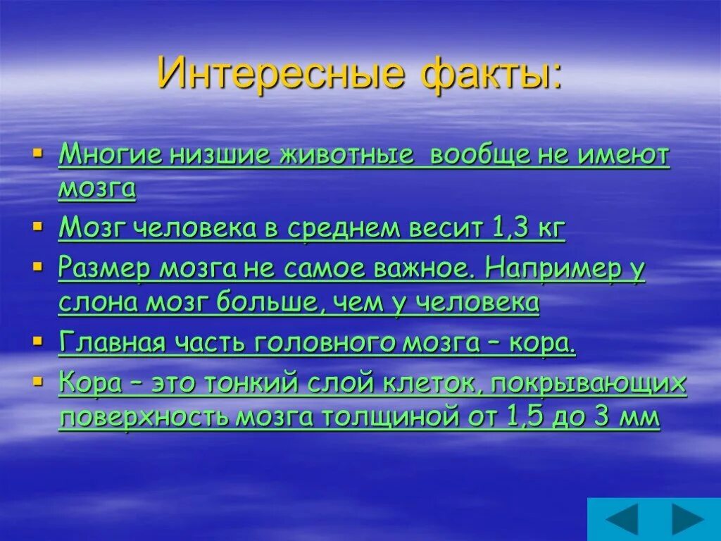 Факты про мозг. Интересные факты о мозге. Интересные факты о мозге человека. Факты о головном мозге. Интересные факты о головном мозге для детей.