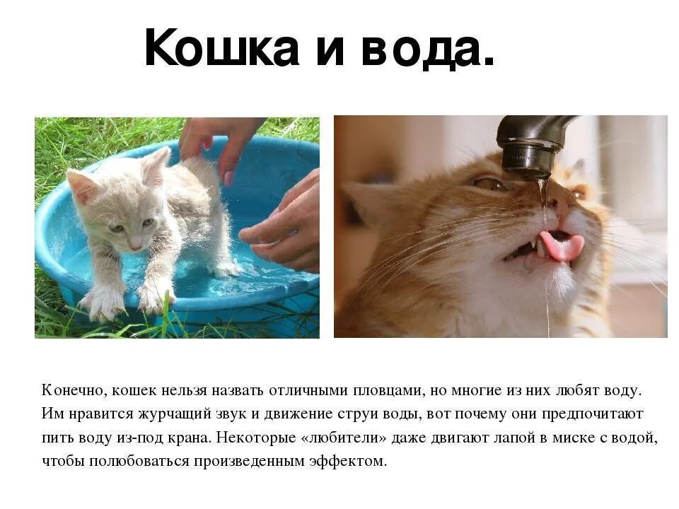 Котенок не пьет что делать