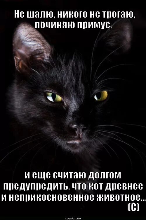 Сижу примус починяю никого. Никого не трогаю починяю примус. сижу примус починяю. кот бегемот примус починяю. никого не трогаю починяю.
