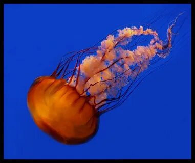 Опасные медузы в море