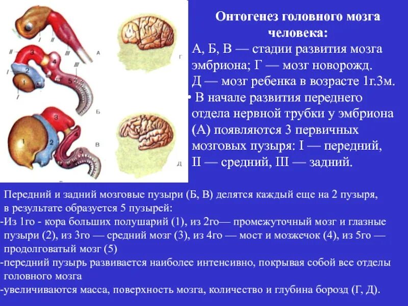 Внутриутробное развитие мозга. Онтогенез нервной системы (3 мозгового пузыря, 5 мозговых пузырей).. Стадии развития головного мозга человека. Онтогенез мозга человека. Этапы развития головного мозга в онтогенезе.