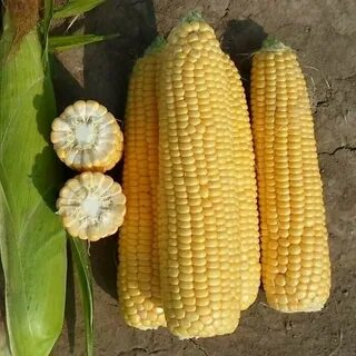 Одно из названий кукурузы сахарной 4