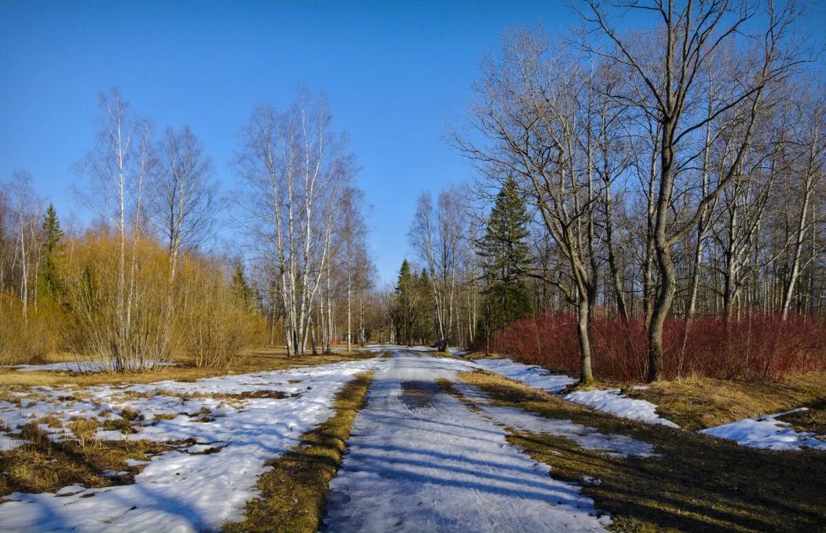 Трава ранней весной. Место молодой весны. Место молодой весны. Березовая роща весной. Еськов подснежники.