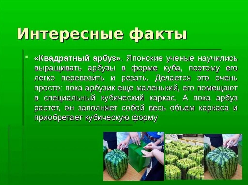 Интересные факты. Интересное про Арбуз для детей. Занимательные факты об арбузе. Интересные факты про Арбуз для детей. Какие есть интересная информация