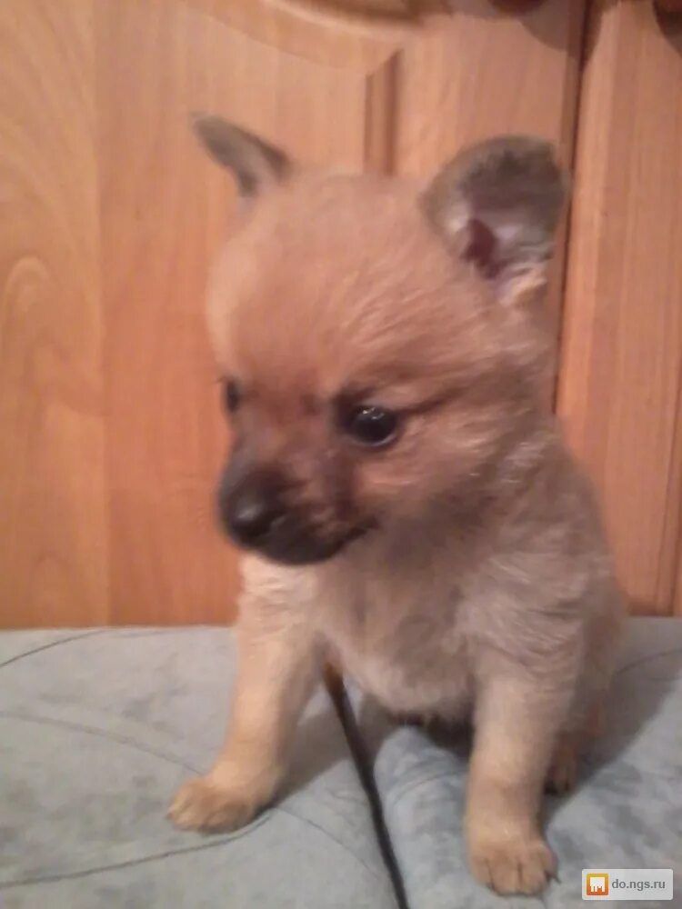 смесь той терьера и шпица. метис чихуахуа длинношерстный. скрещивание той терьера и шпица. смесь той терьера и шпица. метис шпица и той терьера.