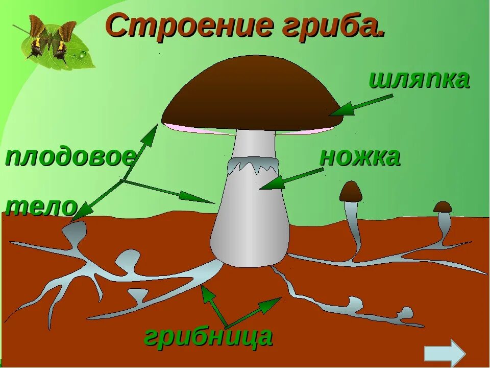 Схема строения гриба 3 класс. Строение гриба рисунок схема 3 класс. Схема строения грибов 3 класс окружающий мир. Строение грибов 3 класс.