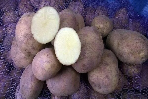 Сорт картофеля сканворд 5. Винета сорт картофеля. картофель сорт винетта. сорт винета. винета элита картофель.