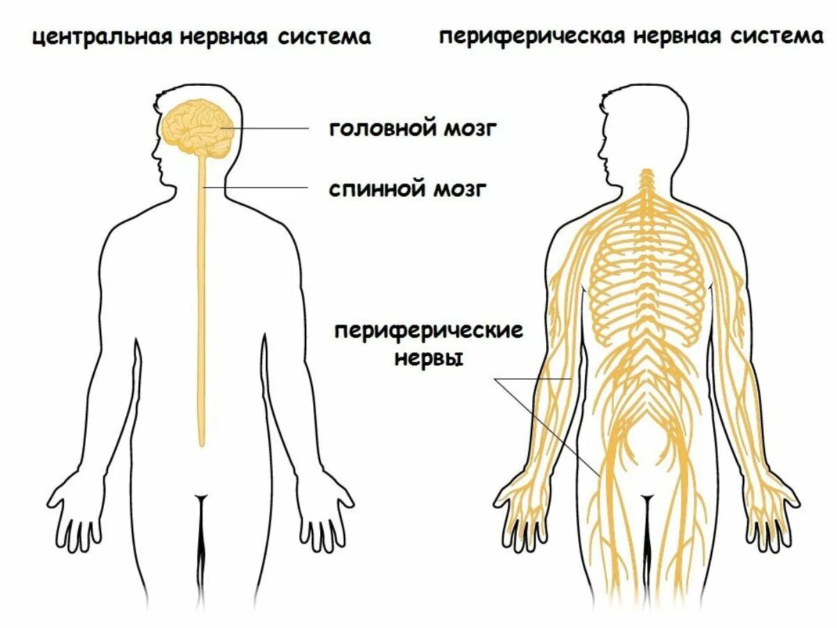 Что составляет периферическую нервную