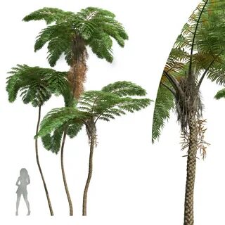 Most high plant