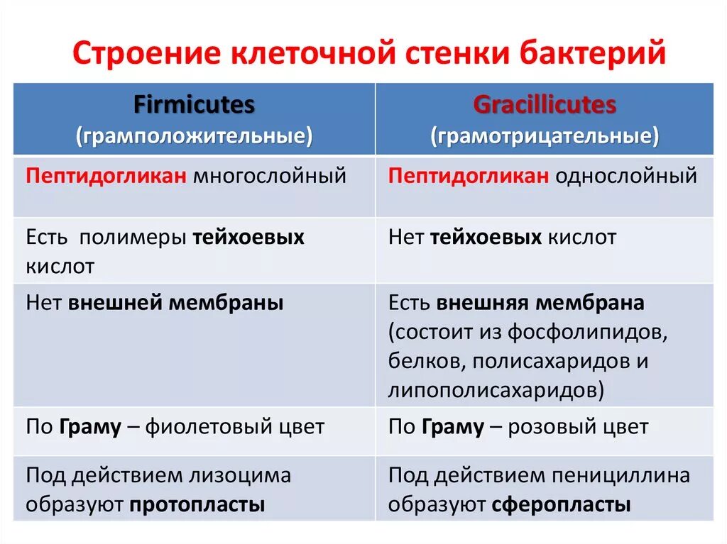 Грамм плюс грамм минус. Отличие грамотрицательных от грамположительных бактерий. Грамотрицательные бактерии клеточная стенка. Грамположительные бактерии и грамотрицательные бактерии. Грамположительные и грамотрицательные бактерии строение.