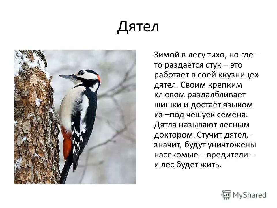 дятел зимующая птица или нет