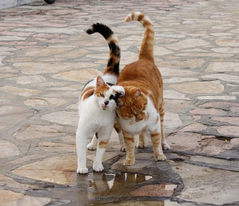 Коты разговаривают друг с другом. Коты гуляют. коты гуляют вместе. кошечка гуляет. два кота гуляют.
