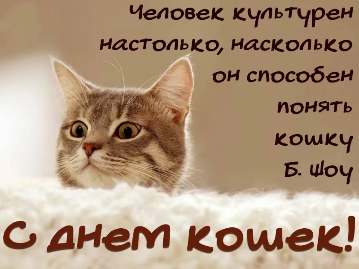 Беседа день кошек. Всемирный день кошек. Всемирный день кошек 8 августа. Поздравления сднём кошек. День кошек открытки.