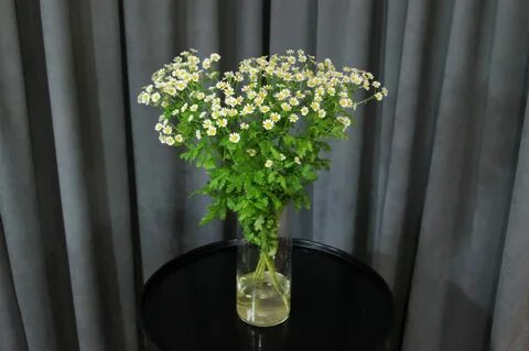 Камила цветочки