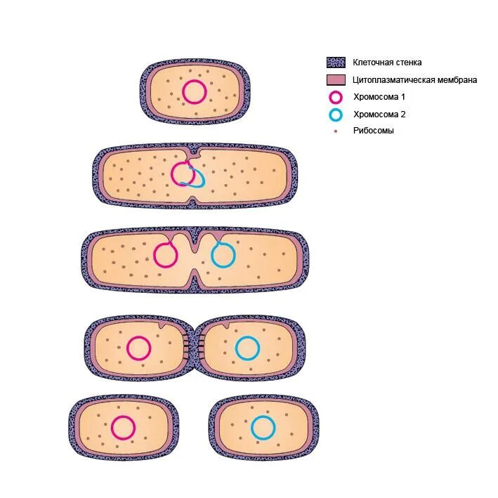 Бинарное деление бактерий схема. Размножение бактерий схема. Схема бинарного деления бактериальной клетки. Размножение бактерий прокариот. Деление клетки пополам