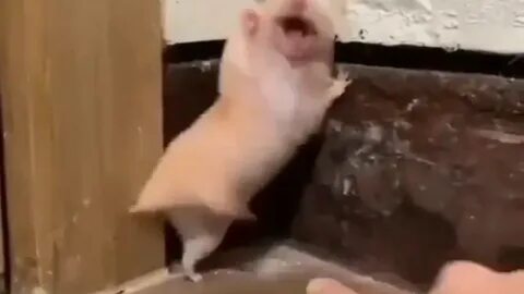 Хамстел сегодня
