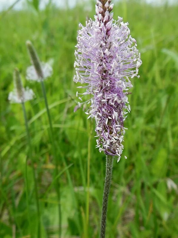 подорожник большой соцветие. подорожник большой соцветие. подорожник ланцетный. подорожник крашенинникова. цветок подорожника.