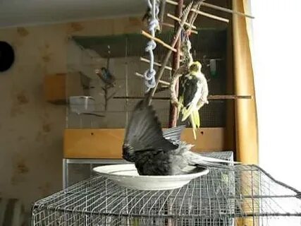 Кореллы купаются