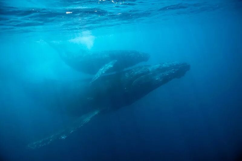 Whales in a noisy ocean. Нужно быть китом. Летающий кит. Сообщение о норвегии достопримечательности киты. Нужно быть китом.