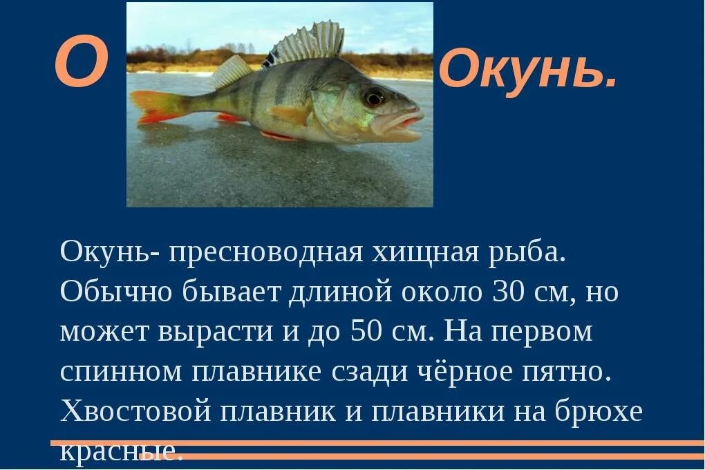 Сообщение про класс рыб. Речной окунь Пресноводные рыбы. Окунь описание для детей 3 класса. Рассказ про окуня. Окунь презентация.