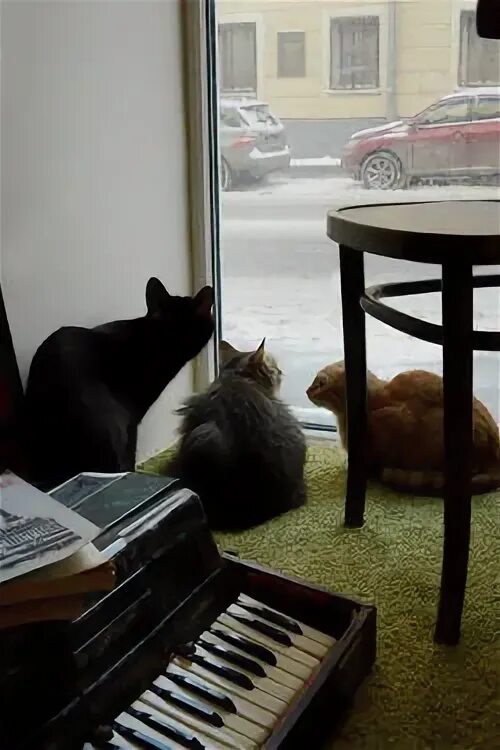 Котиссимо басманная. Котокафе в москве. котокафе эстетика. котиссимо. котокафе тюмень.