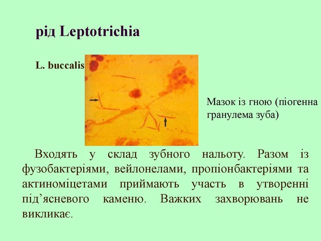 Лептотрикс лечение. Leptothrix buccalis. Лептотрихии микробиология.