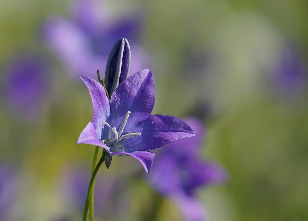 Колокольчик Алтайский красная. Колокольчик Алтайский растение. Campanula altaica. Колокольчик Алтайский красная книга Московской области. Колокольчик алтайский