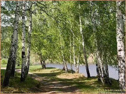 Пр березовой рощи 2