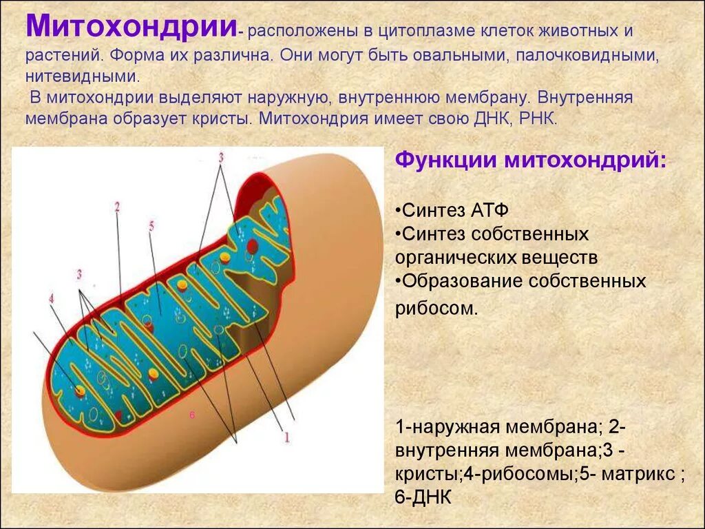 Строение митохондрии. Митохондрии строение и функции. Строение и функции митохондрии клетки. Митохондрии строение органоида. Состав митохондрии биология.