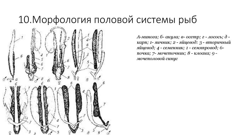 Женская половая система животных. Мочеполовая система костных рыб. Половая система костистых рыб. Строение половой системы рыб. Половая система самок рыб.