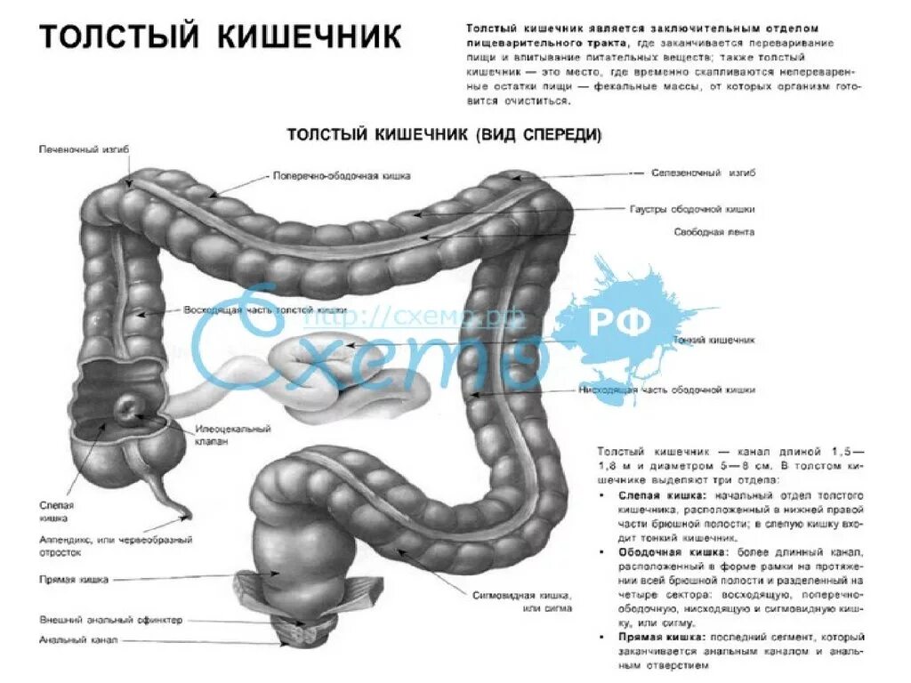 Строение кишечника картинки. Толстая кишка анатомия расположение. Отделы Толстого кишечника человека схема расположения. Толстый кишечник анатомия схема. Толстый кишечник отделы схема.