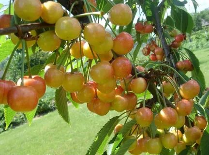 Лучшие сорта вишни для средней полосы