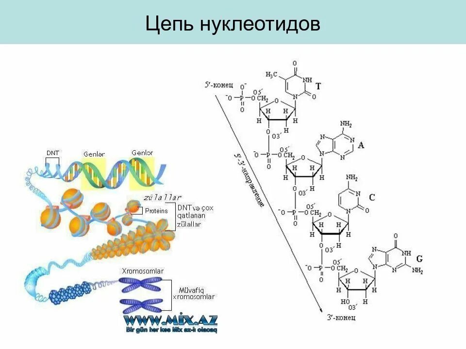 Соединение нуклеотидов днк. Соединение нуклеотидов в полинуклеотидную цепь. Цепь РНК из 9 нуклеотидов. Нуклеотидная цепь ДНК. Связи между нуклеотидами в ДНК.