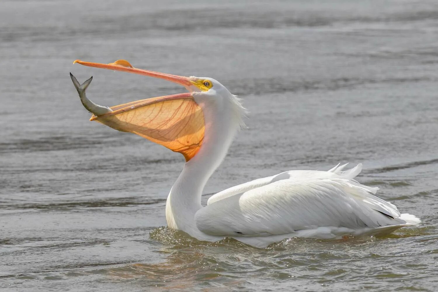 Пелекан. Пеликан мешконос. Pelecanus onocrotalus. Пеликаны Пеликанообразные. Пеликан мешконос птица фото.