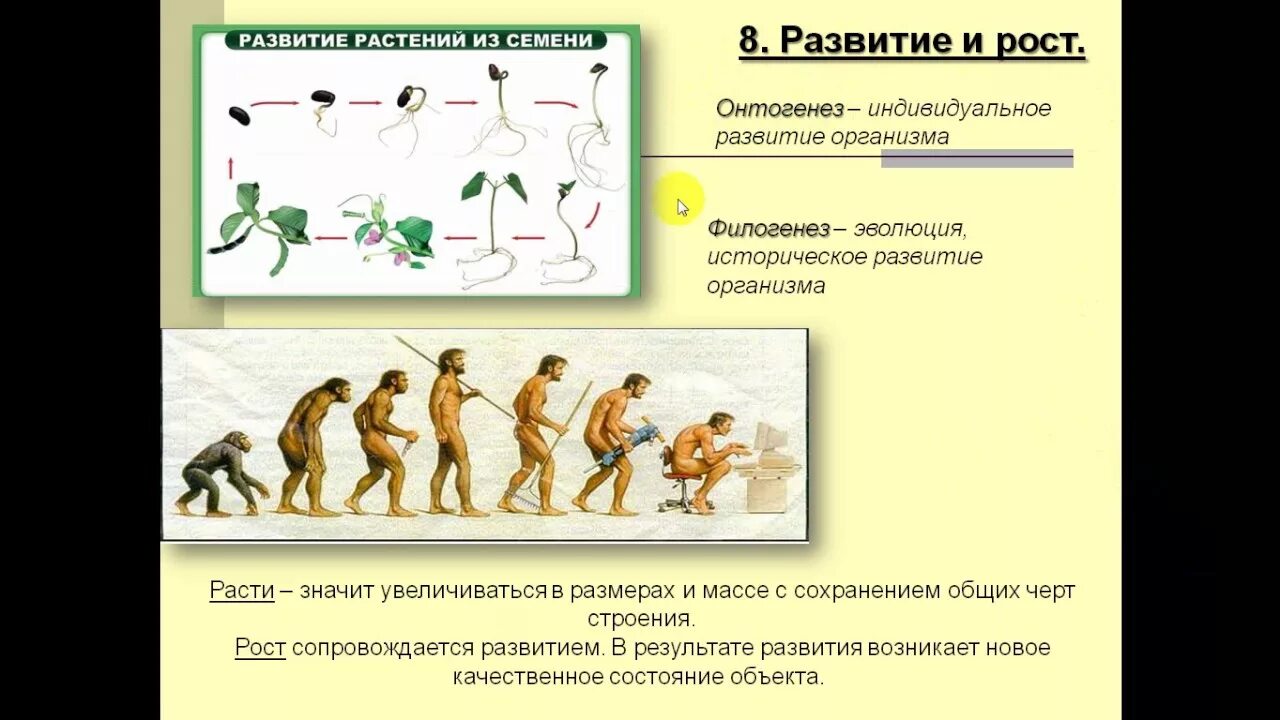 Рост биология 9 класс. Развитие живых организмов. Рост и развитие живых организмов. Развитие живых организмов это в биологии. Эволюция роста.