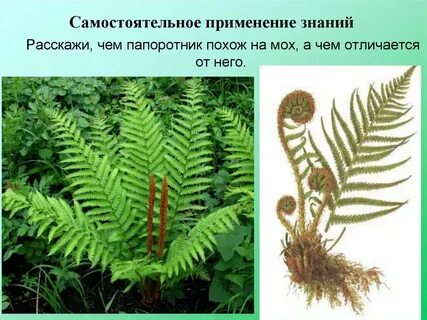 Споровые растения хвощи плауны папоротники