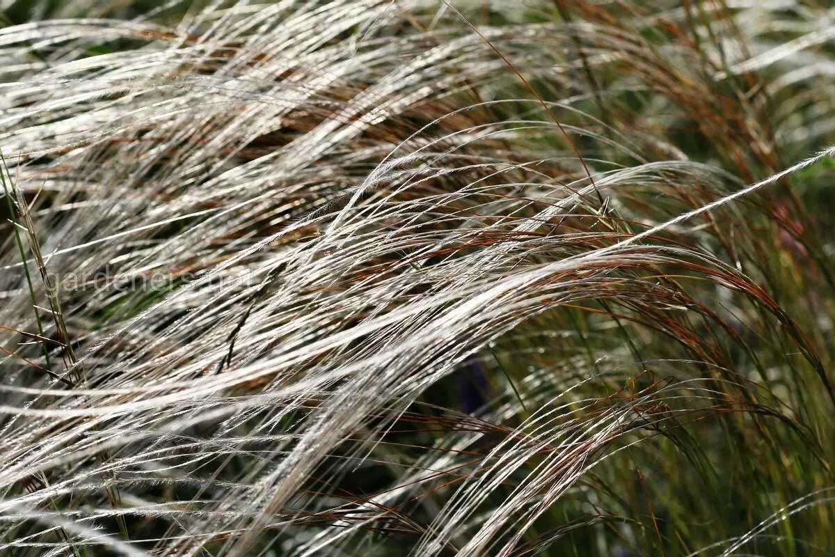 Соответствующее название ковыля. Ковыль перистый (Stipa pennata). Ковыль перистый Stípa pennáta. Ковыль Кунгурский. Ковыль перистый (Stipa pennata l.).