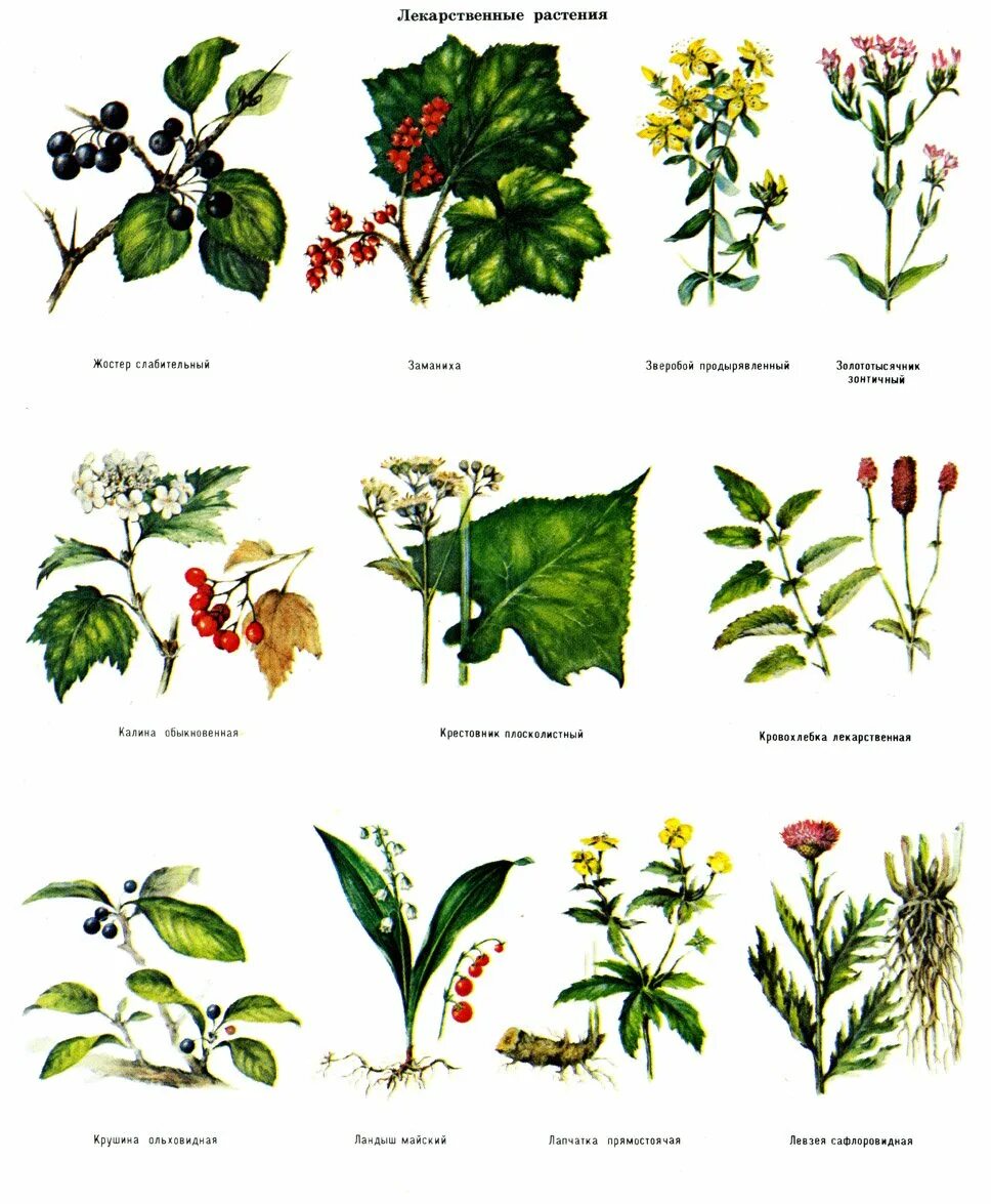 Травянистое растение 3 буквы. Лекарственные растения. Лекарственные растения и их названия. Травы названия. Лесные растения названия.