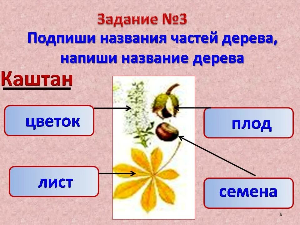 Плод тест 1. Название частей дерева. Каштан части дерева названия. Подпиши названия частей дерева. Части каштана окружающий мир.