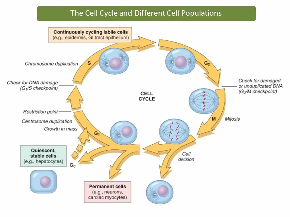 Different cells