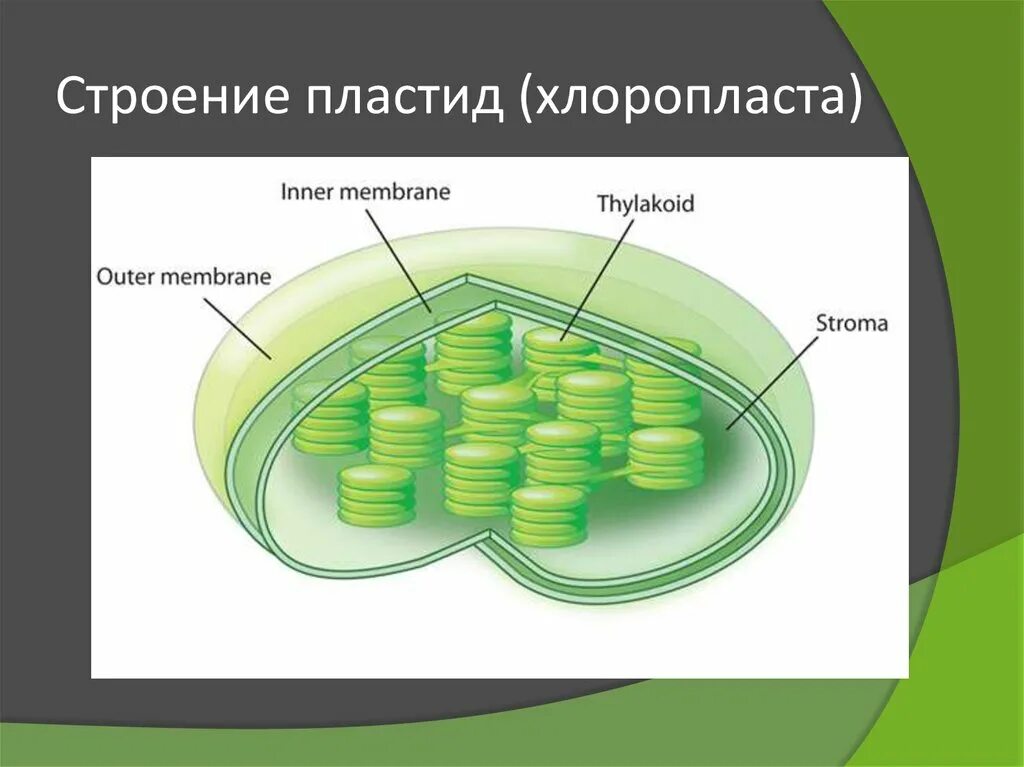 Хлоропласты эукариотической клетки. Пластиды хлоропласты строение. Строение хлоропласта растительной клетки. Строение хлоропласта и тилакоида. Строение хлоропласта Строма.