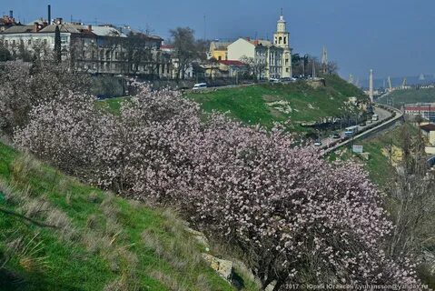 Севастополь в цвету