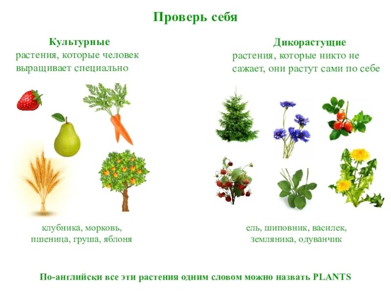 Дикорастущие и культурные примеры. Таблица декоративные дикорастущие растения. Дикорастущие и культурные растения деревья кустарники травы. Цветы дикорастущие и культурные. Культурное или дикорастущее растение.