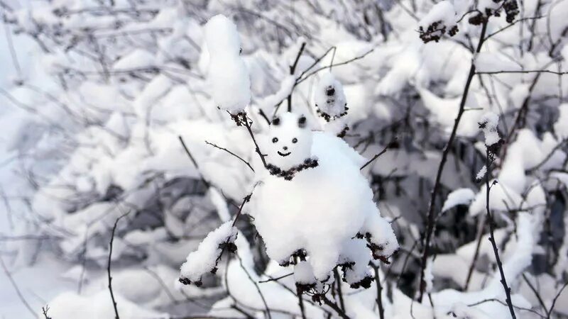 Перед наступлением зимы некоторые животные. Наступила зима. Зима наступила картинки. Вот и наступила зима. Зима пришла фото.