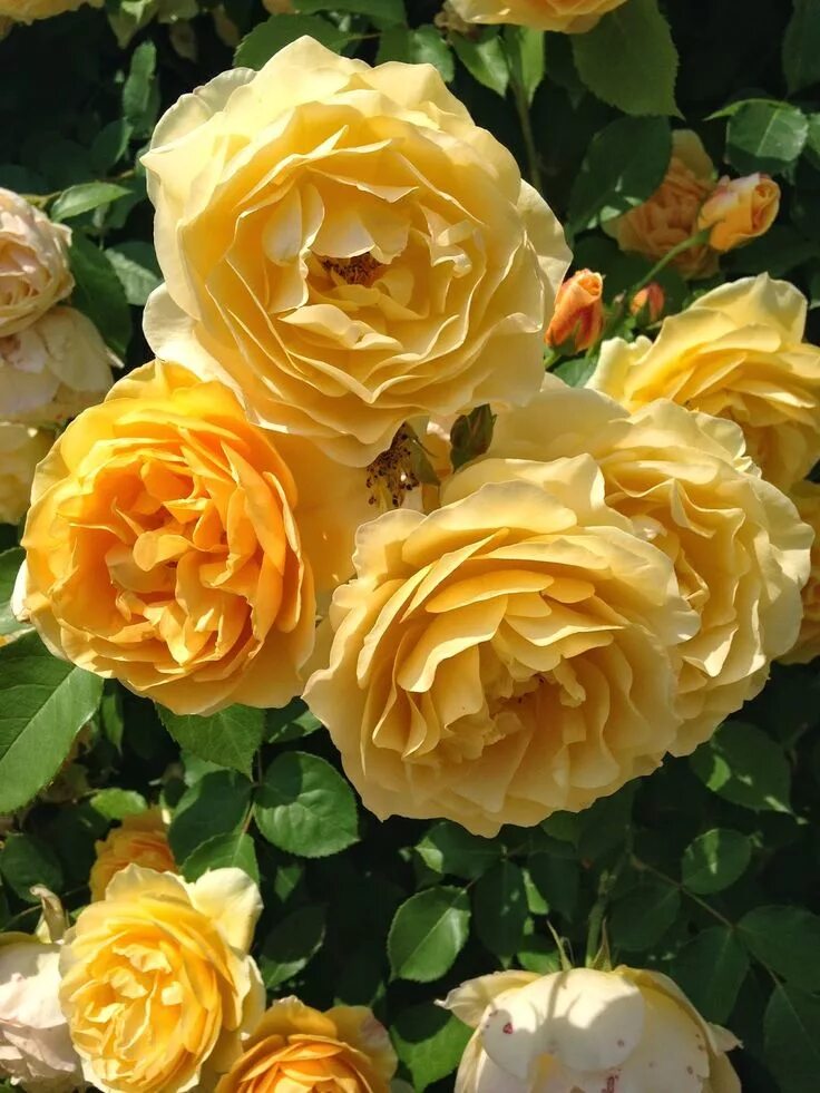Graham Thomas David Austin Rose David austin roses, Rose, Graham thomas rose